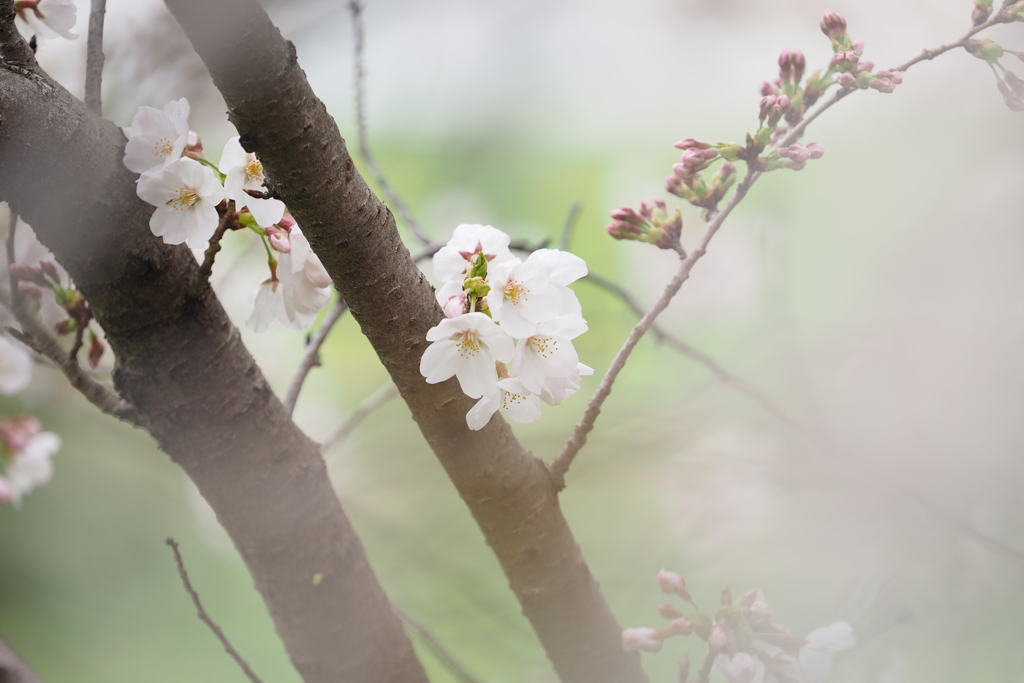 北越谷桜3