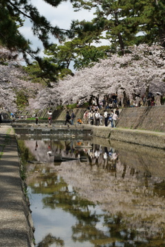 夙川の桜４