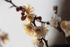 越谷梅林4