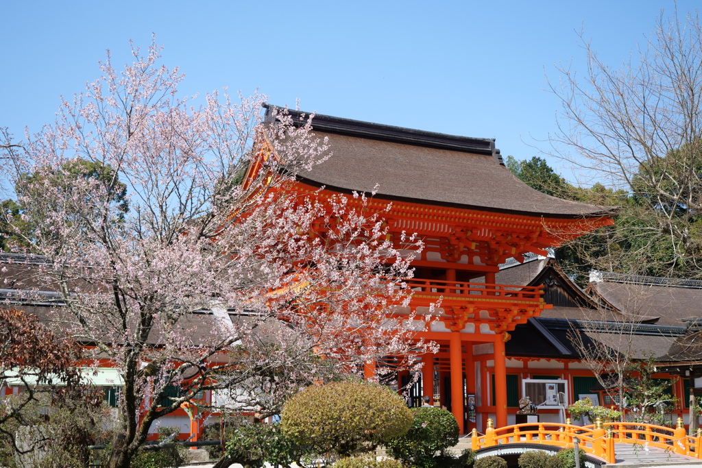 上賀茂神社の桜３