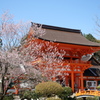 上賀茂神社の桜３