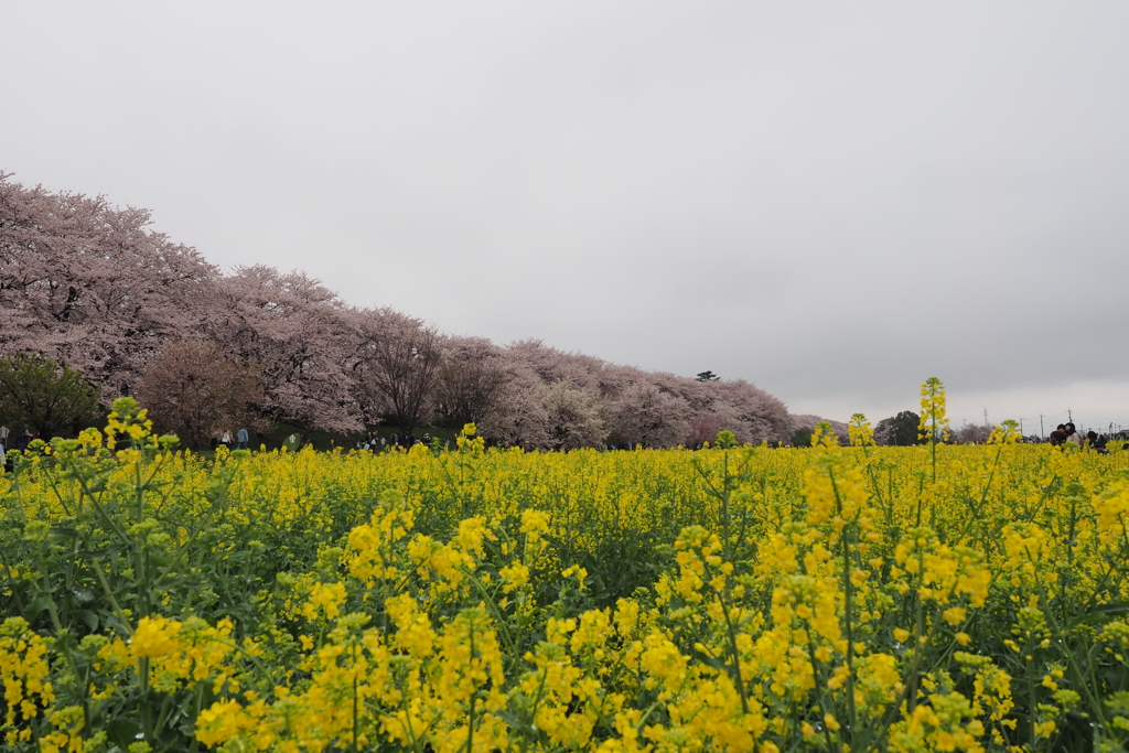 幸手権現堂桜堤3