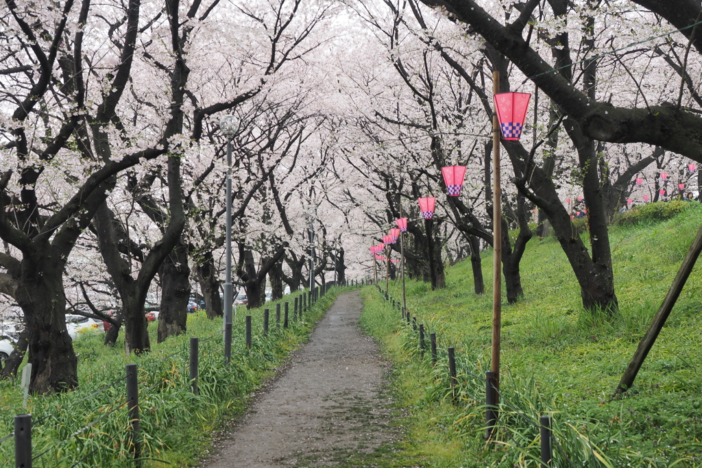 幸手権現堂桜堤6