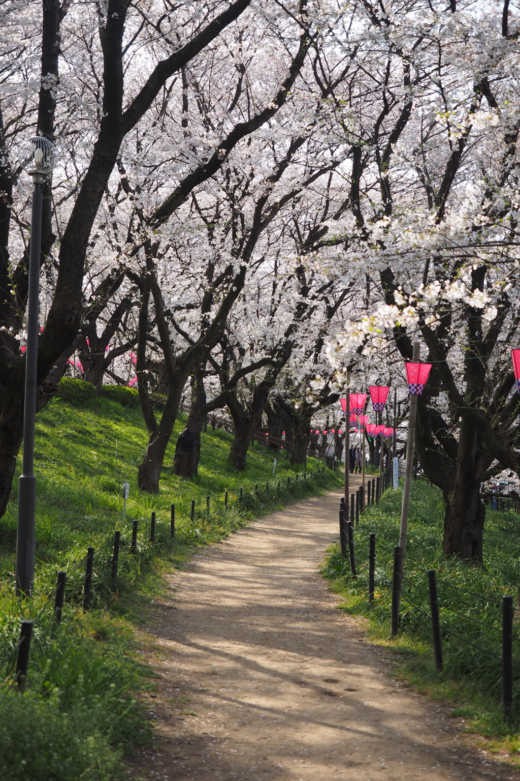 権現堂桜満開2