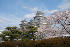 姫路城の桜５