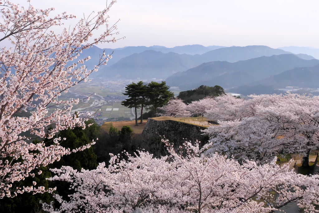 竹田城跡の桜１