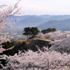 竹田城跡の桜１