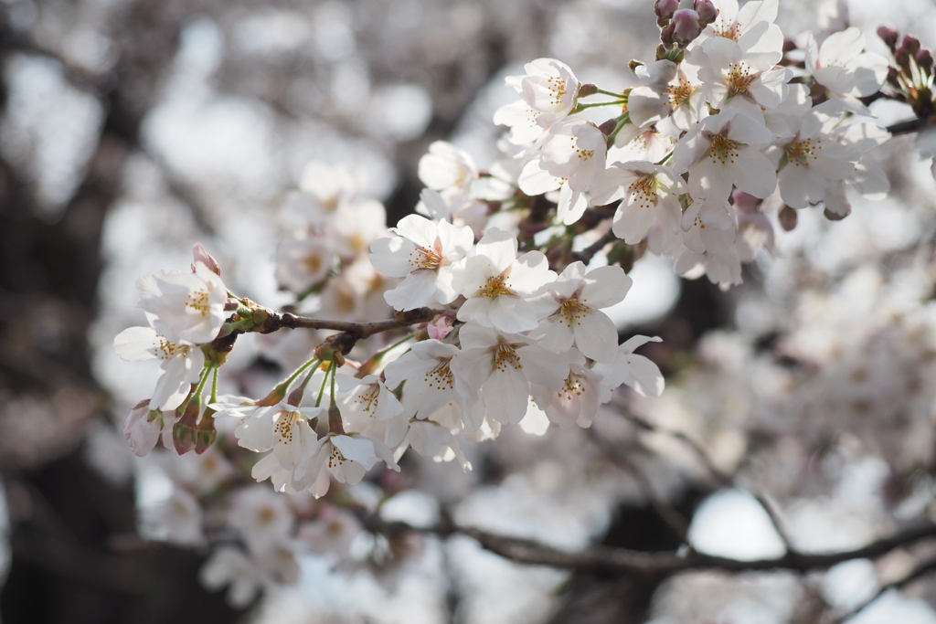 桜1