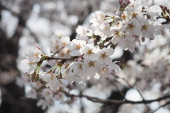 桜1