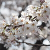 桜1