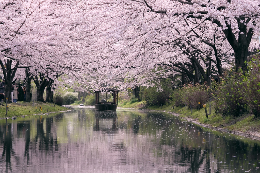 宇治川派流の桜６