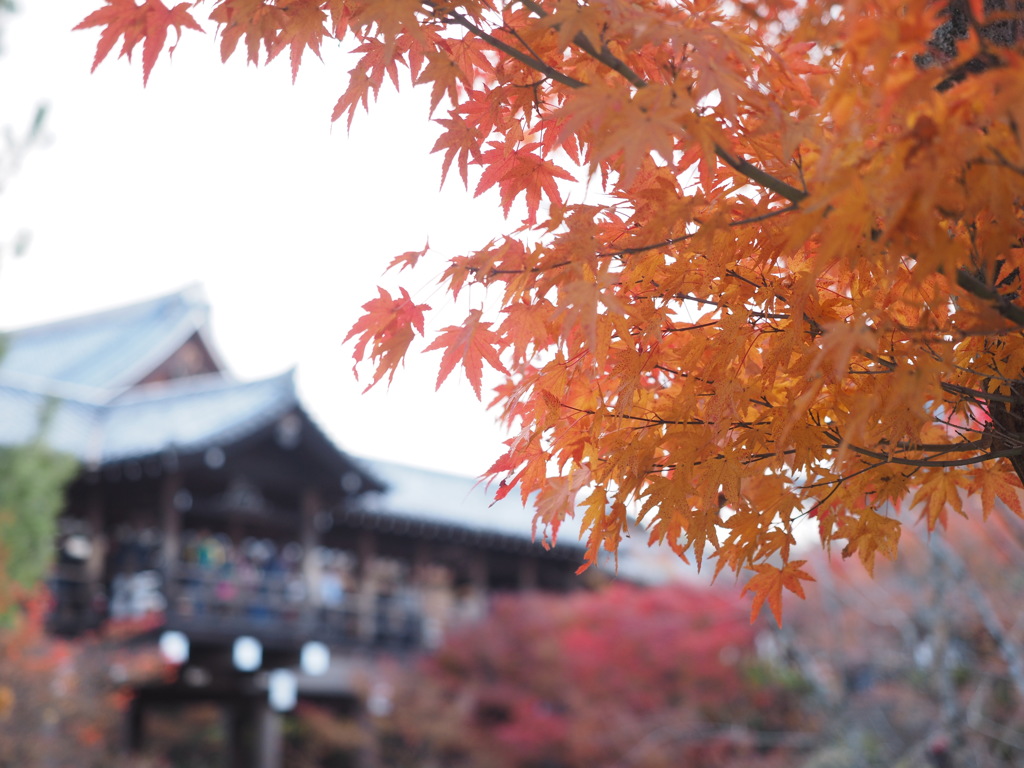 東福寺5