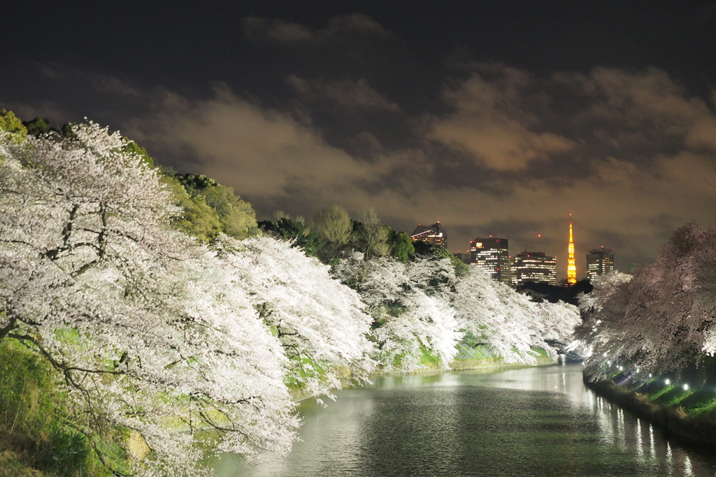 千鳥ヶ淵夜桜1