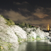 千鳥ヶ淵夜桜1