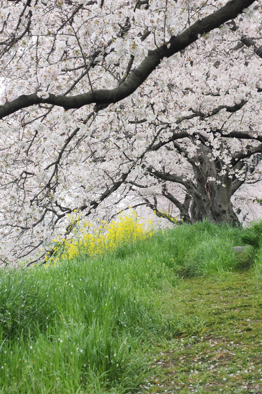 北越谷元荒川堤2