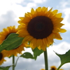 ひまわり３