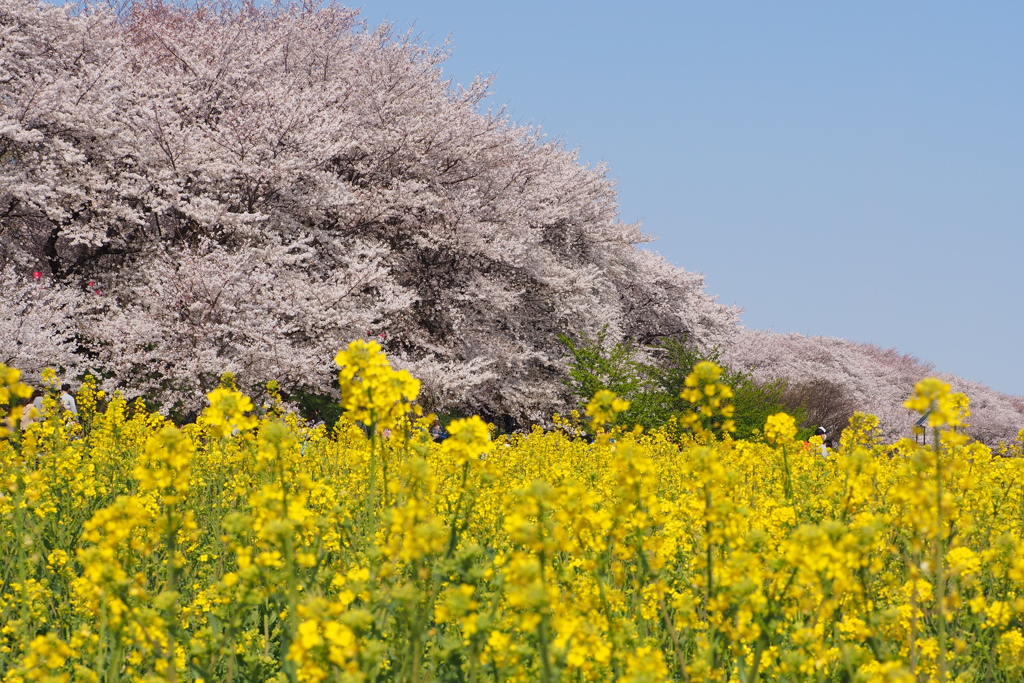 権現堂桜満開8