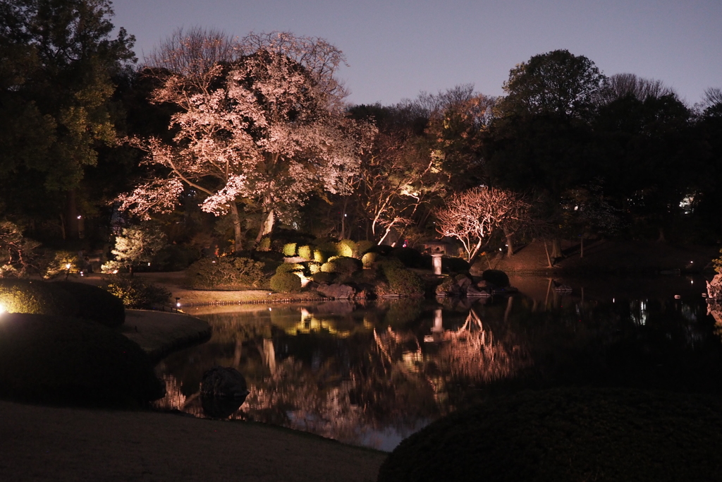 六義園　桜2