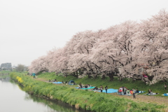 北越谷元荒川堤7