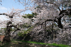 夙川の桜１
