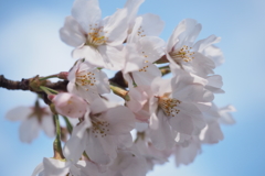 桜5
