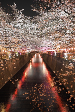 目黒川夜桜6