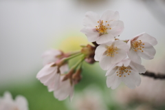 北越谷元荒川堤5
