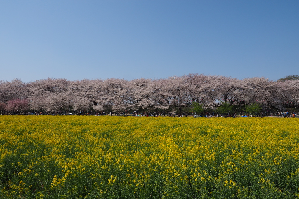 権現堂桜満開12