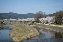 上賀茂の桜①