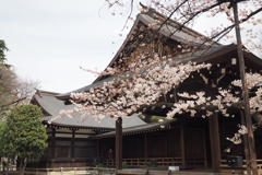 靖国神社と桜2