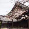 靖国神社と桜2