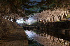 夙川の桜９