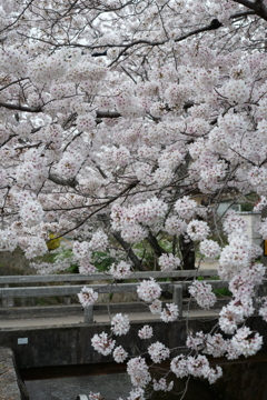 哲学の道の桜２