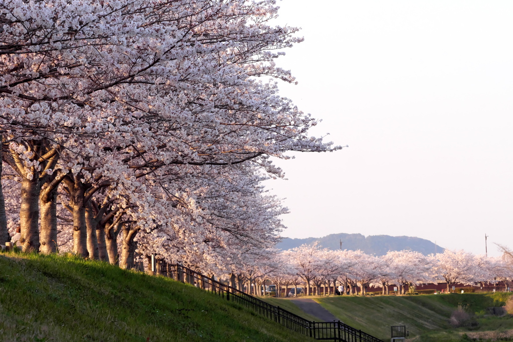 おの桜つづみ回廊の桜４