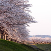 おの桜つづみ回廊の桜４