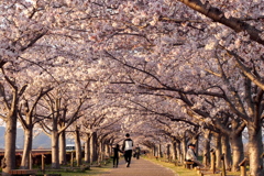 おの桜つづみ回廊の桜２