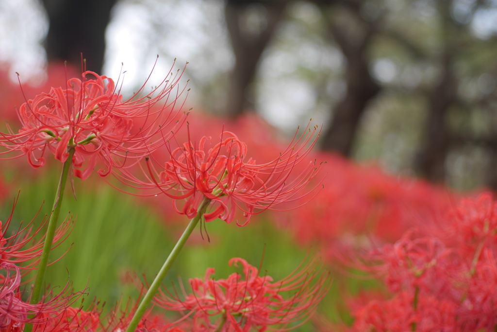 曼珠沙華９