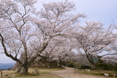 竹田城跡の桜４