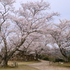 竹田城跡の桜４