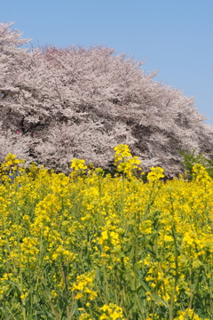 権現堂桜満開9