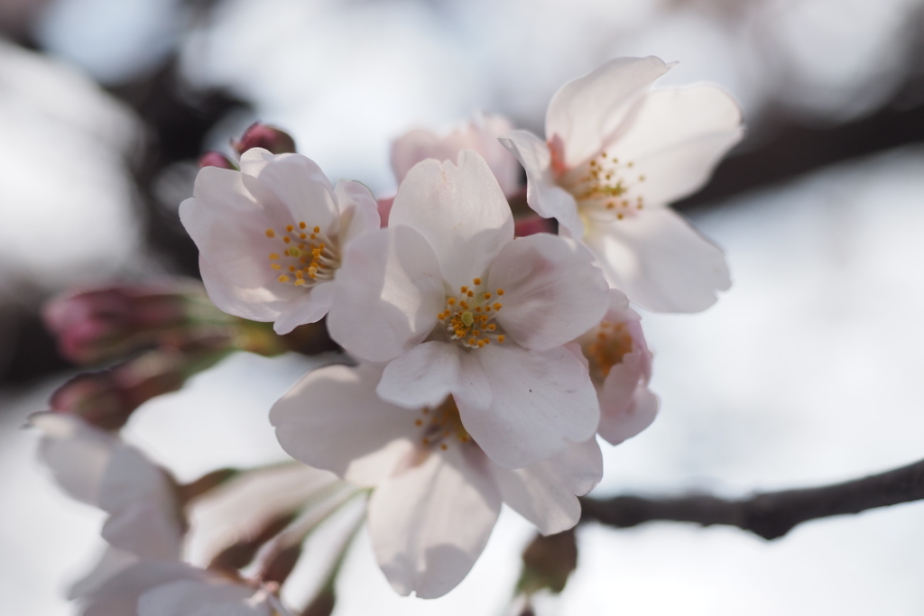 桜6