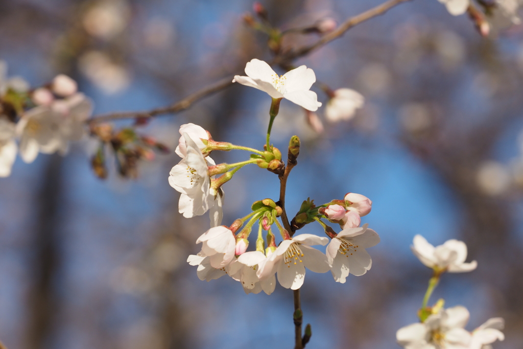 権現堂桜4