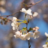 権現堂桜4