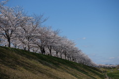 おの桜つづみ回廊３