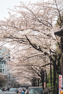 靖国神社前の桜