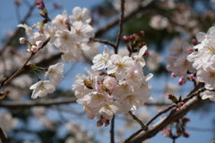 夙川の桜３