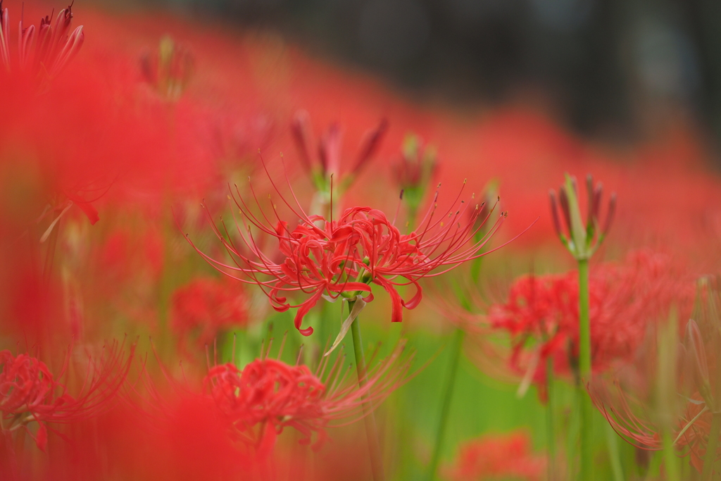 曼珠沙華⑨