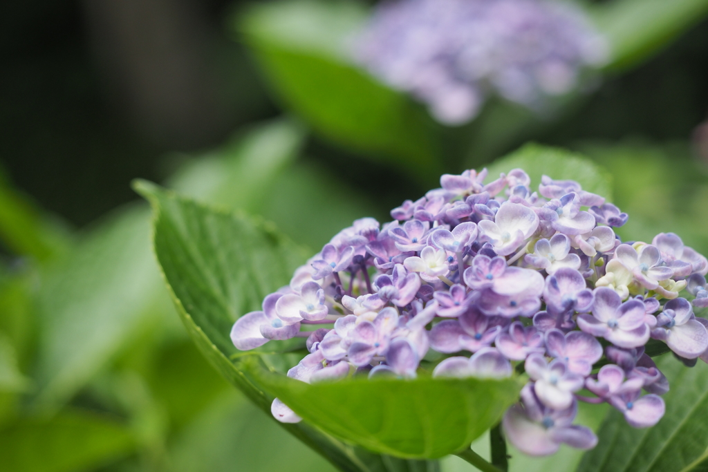 鎌倉　長寿寺　紫陽花1