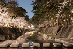 夙川の桜７