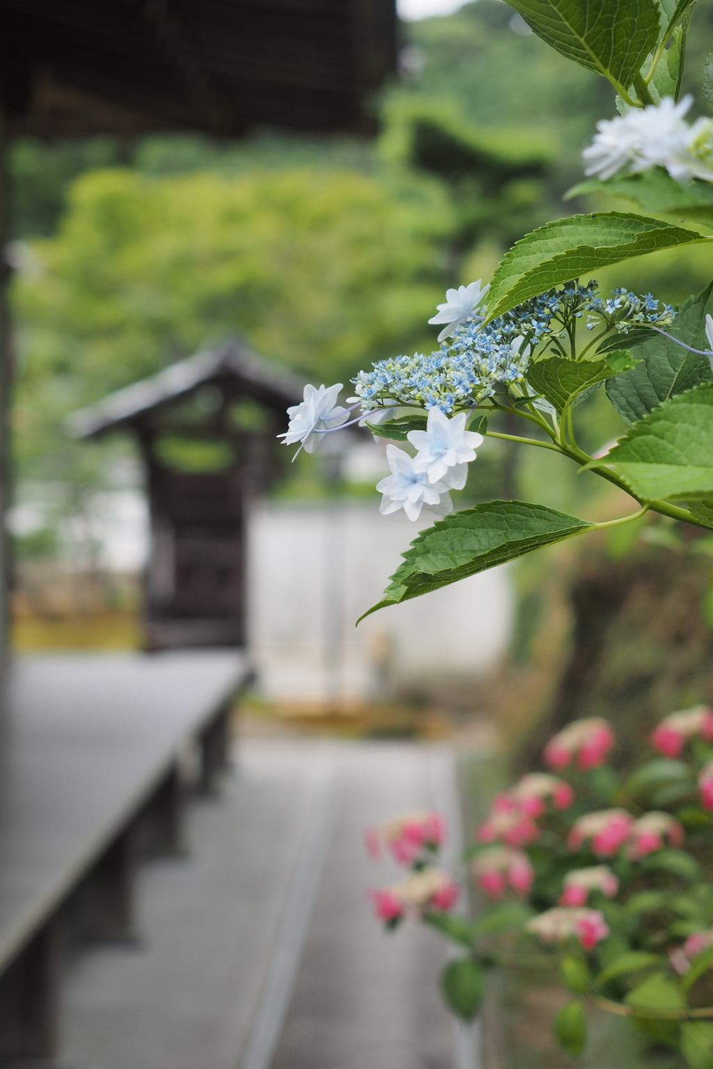 鎌倉　長寿寺　あじさい4